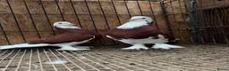 Pigeons birds for sale: FANCY WEST OF ENGLAND TUMBLERS - Advert 7