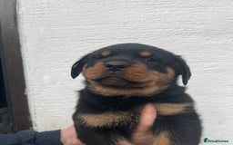 Rottweiler dogs for sale: Outstanding litter of Rotweiller Puppies  - Image 9