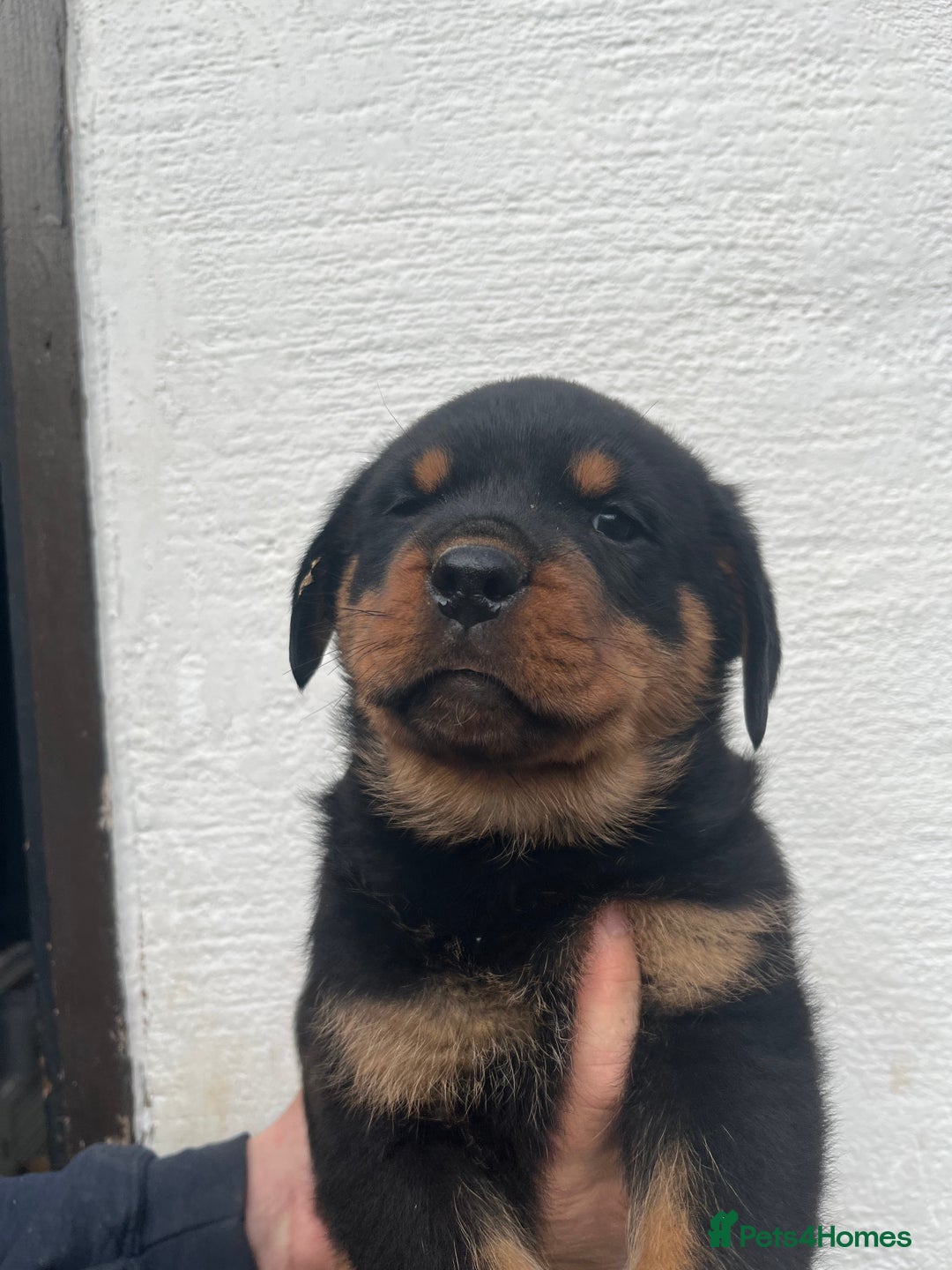 Rottweiler dogs for sale: Outstanding litter of Rotweiller Puppies  - Image 9