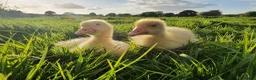 Geese poultry for sale: Sebastopol Goose Hatching  - Advert 3