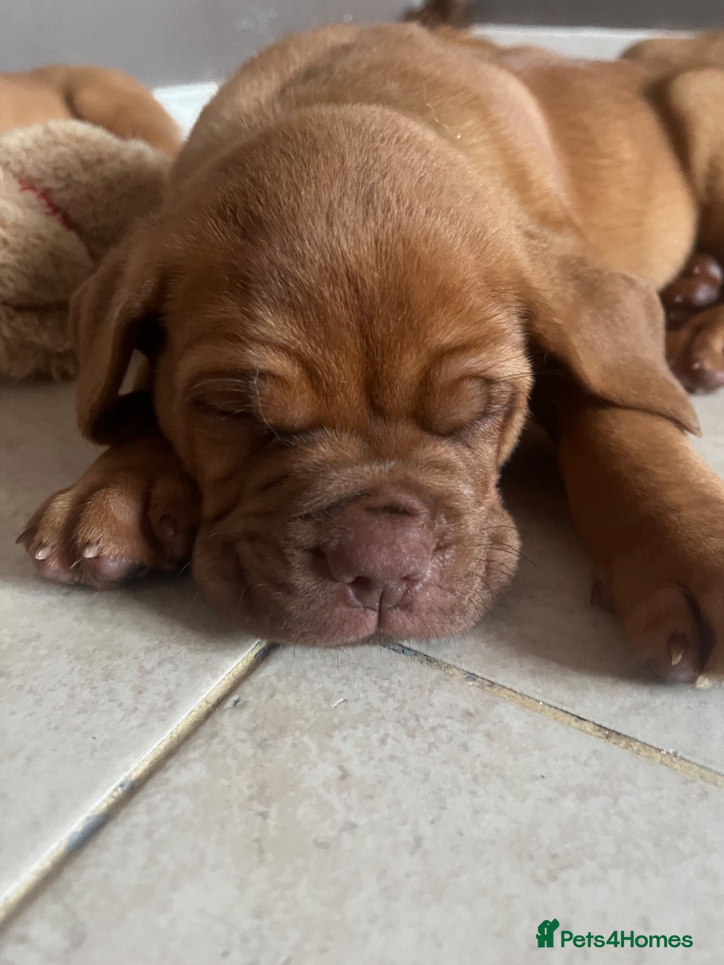 Dogue De Bordeaux dogs Dogue de Bordeaux 🐶 last 4 remaining 💙💙🩷🩷 - Advert 3