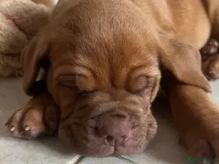 Dogue De Bordeaux dogs Dogue de Bordeaux 🐶 last 4 remaining 💙💙🩷🩷 - Advert 3