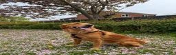 Golden Retriever dogs for stud: Golden Retriever  in King's Lynn - Advert 8