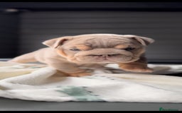English Bulldog dogs for sale: Bulldogs ready to go!  - Image 13