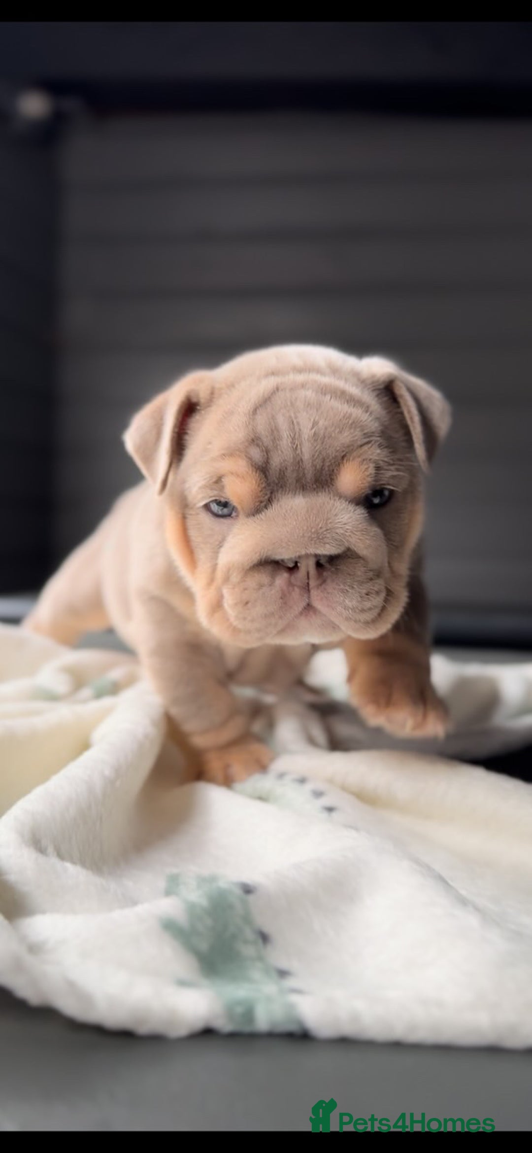 English Bulldog dogs for sale: Bulldogs ready to go!  - Image 13
