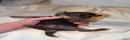 Miniature Dachshund dogs for sale: Miniature dachshunds puppies for sale!  in Wolverhampton - Advert 2