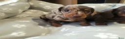 Miniature Dachshund dogs for sale: 🐶😍Miniature dachshund Puppies😍🐶 - Advert 2