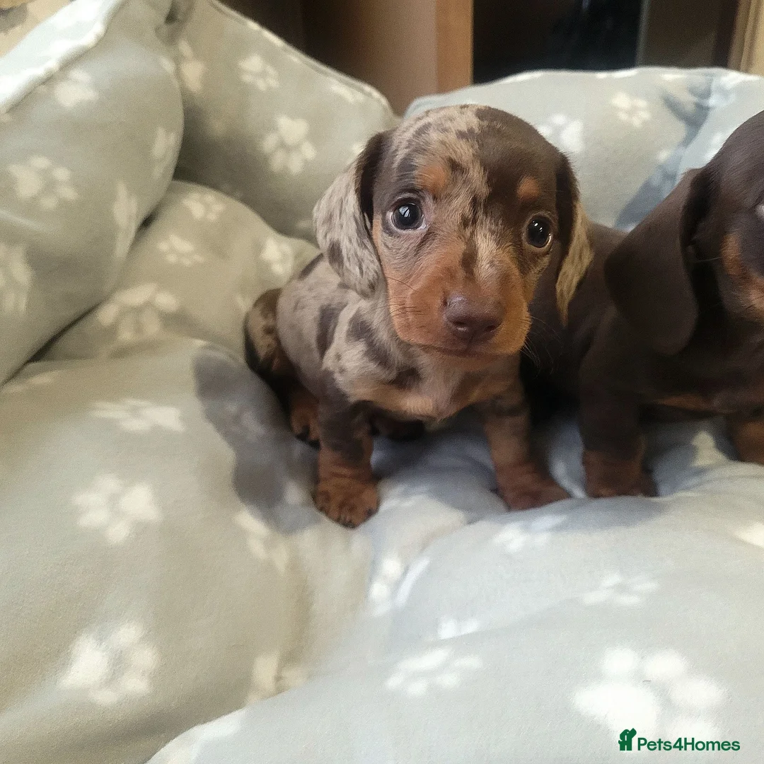 Miniature Dachshund dogs for sale: 🐶😍Miniature dachshund Puppies😍🐶 - Advert 2