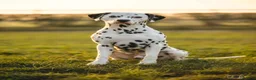 Dalmatian dogs for stud: KC registered Dalmatian stud - Introductory fee - Advert 8