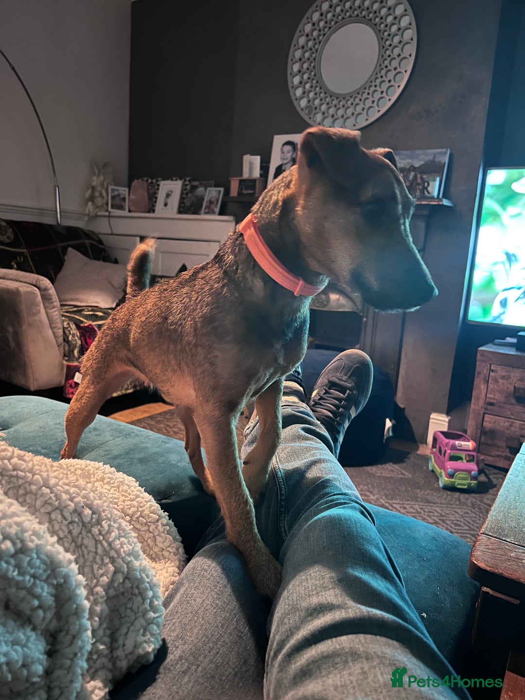 Patterdale Terrier dogs for sale: Patterdale girl  - Advert 2