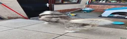 Siberian Husky dogs for sale: Siberian husky  - Advert 3