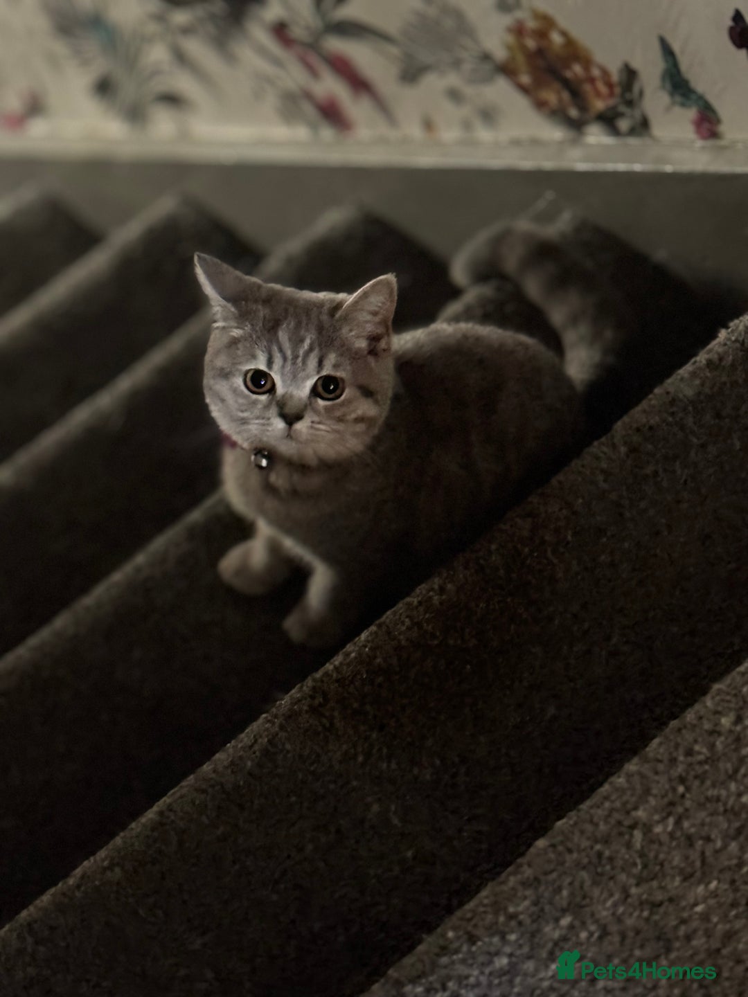British Shorthair cats for sale:  BritishShorthair,litter trained! 13 weeks  - Advert 4