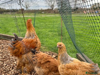 Chickens poultry Brahma Large Fowl Cockerels & Pullets - Advert 16