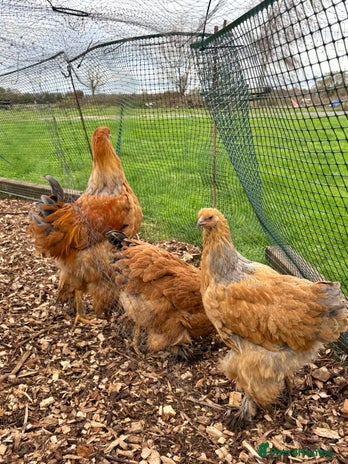 Chickens poultry Brahma Large Fowl Cockerel & Pullets - Advert 16