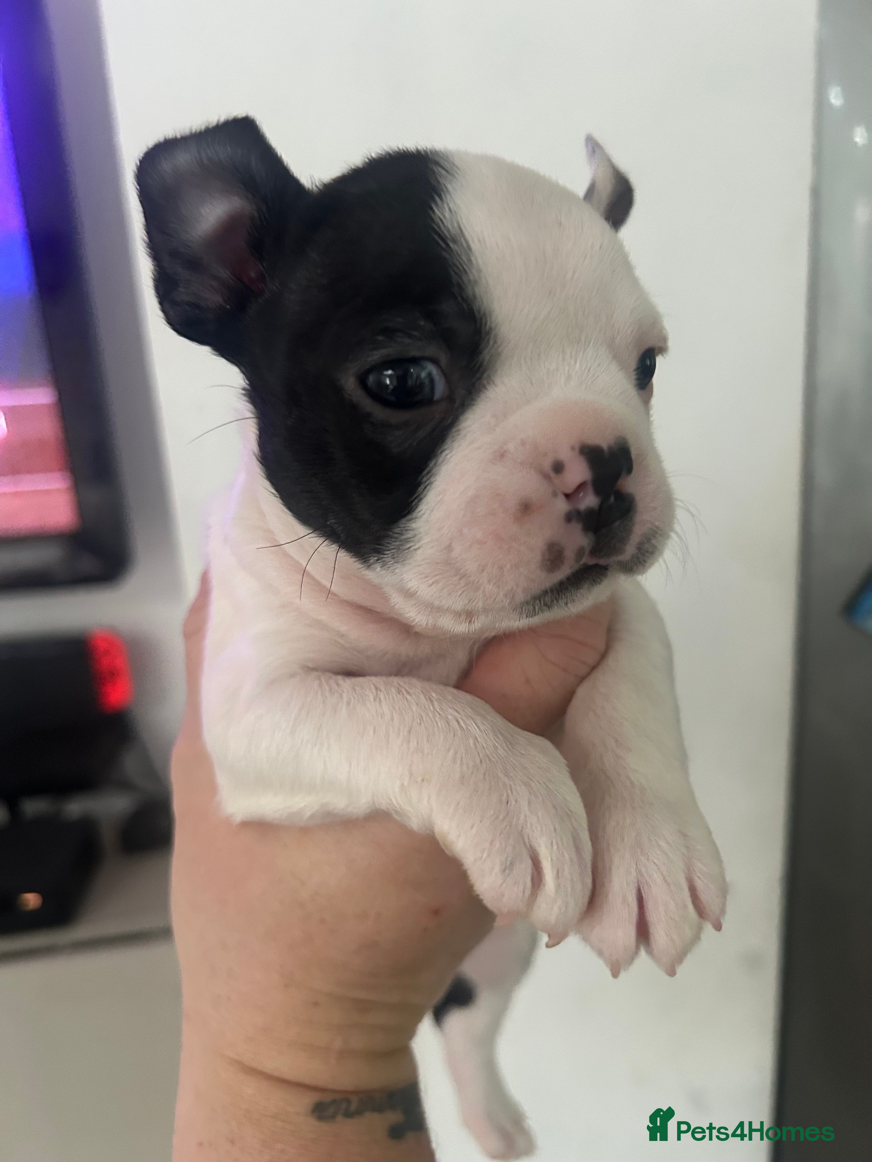 Boston Terrier dogs Kc reg boston terriers - Advert 2