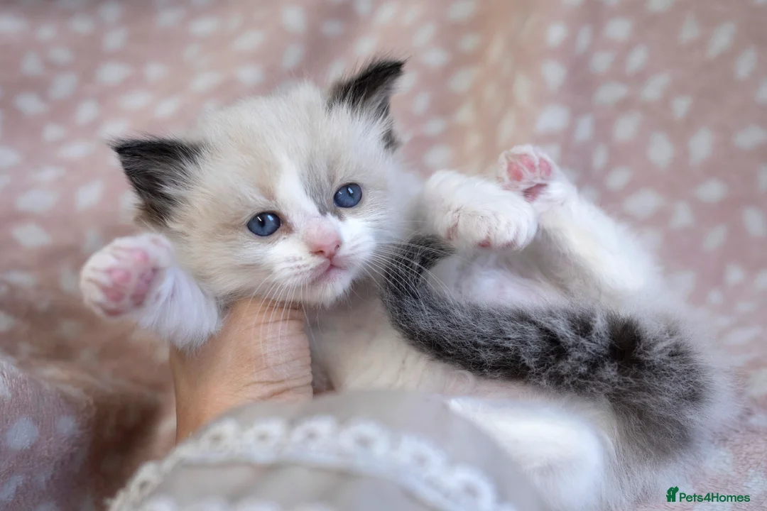 Ragdoll cats for sale: GCCF Ragdoll kittens registered pet Active  - Advert 16