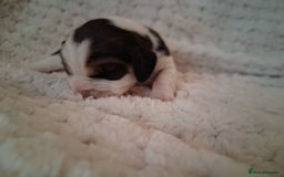 Beagle dogs for sale: KC Registered beagle puppies - Image 6