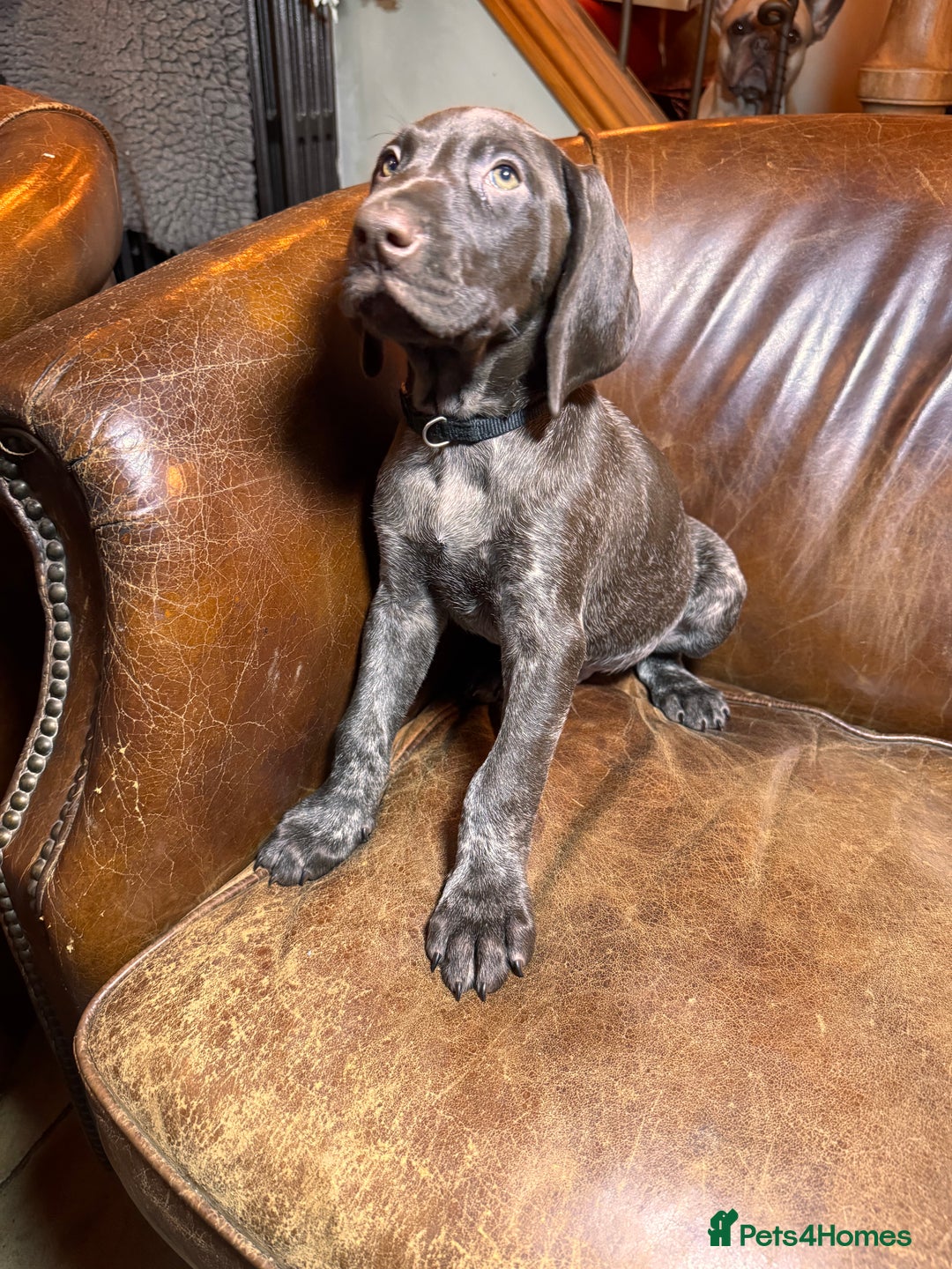 German Shorthaired Pointer dogs for sale: KC Reg Champ blood Lines GSP Pointer Pups - Leeds - Advert 5