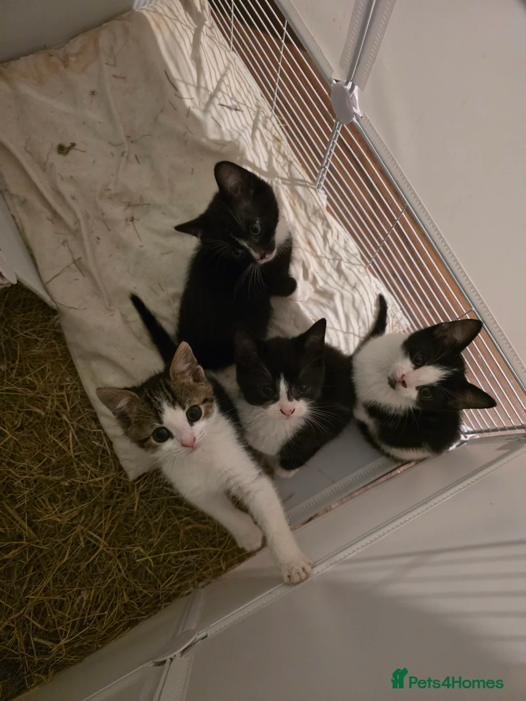 Mixed Breed cats for sale: Mixed bread  in Birmingham - Advert 2