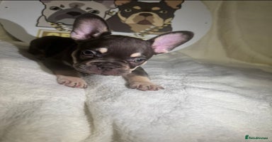 French Bulldog dogs - Advert 7