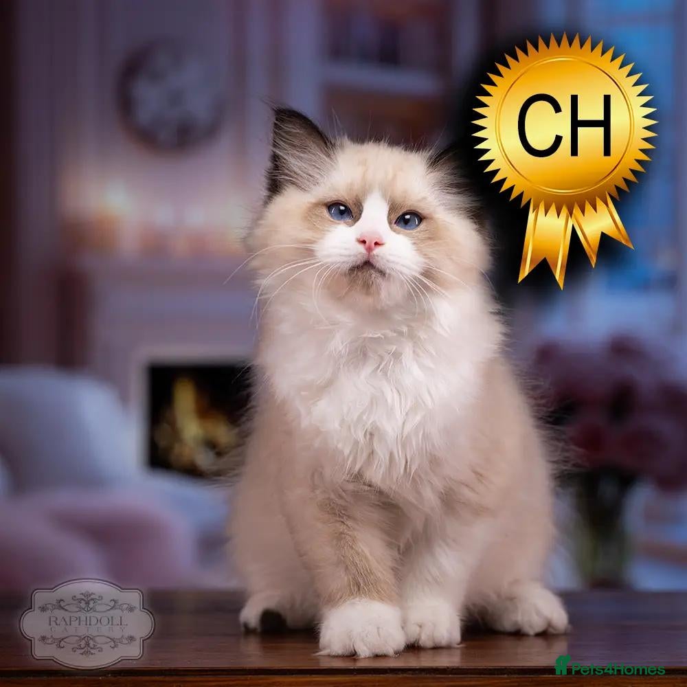 Ragdoll cats Ragdoll Kitten Boy | CHAMPION PARENTS TICA - Advert 2