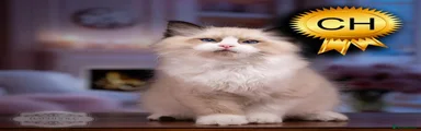 Ragdoll 11