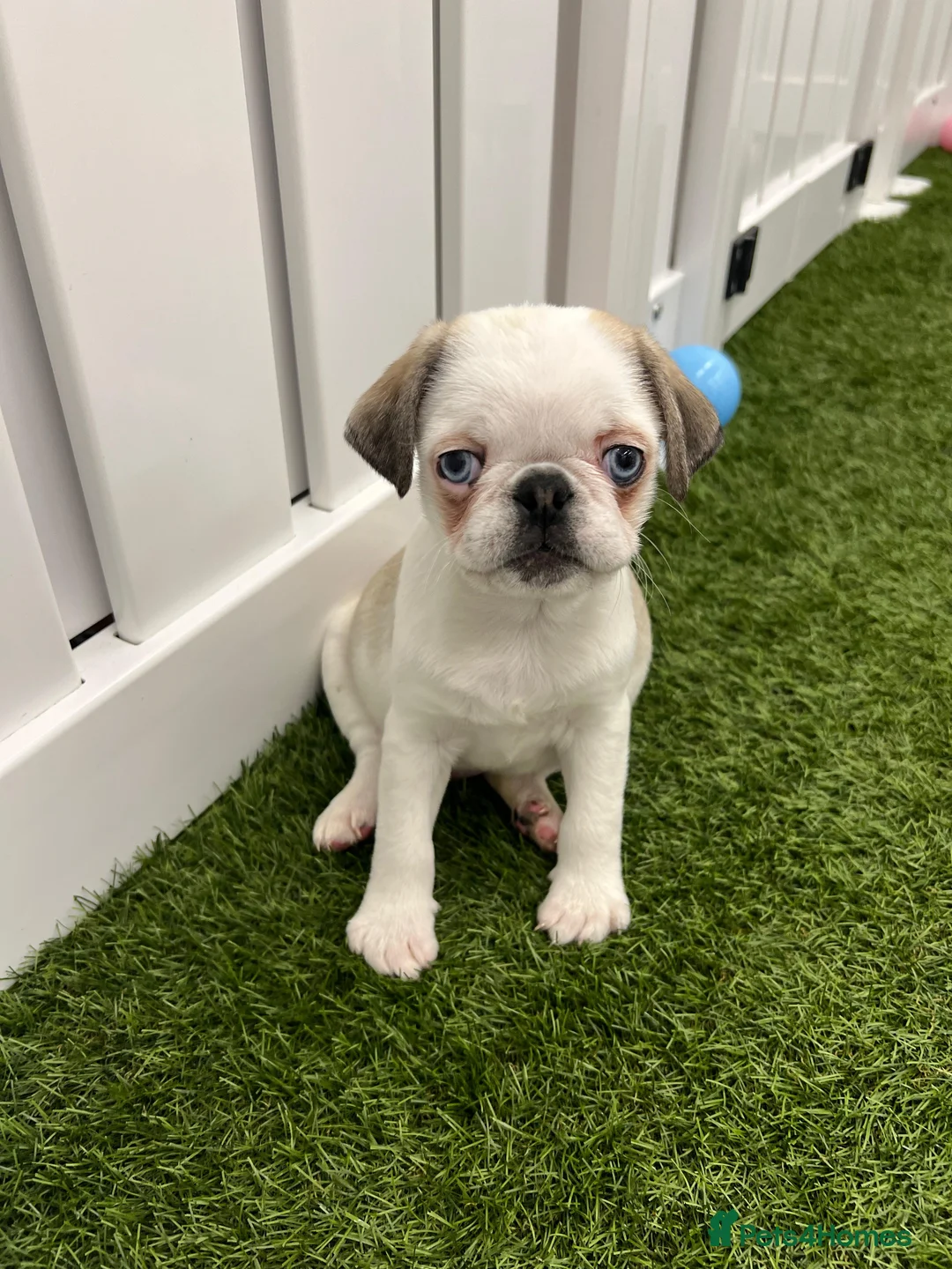 Pug dogs for sale: Rare panda pugs - Advert 1