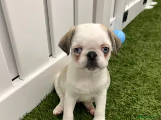 Pug dogs Rare panda pugs - Advert 5