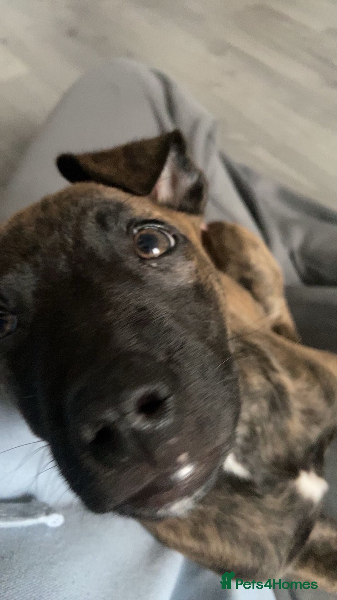 Mixed Breed dogs for sale: Dog for sale - Advert 4