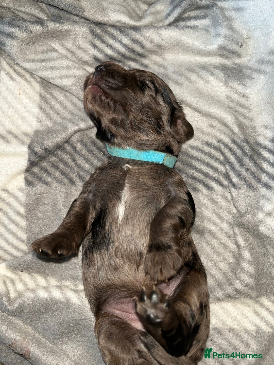 Cockapoo dogs for sale: 💫✨🐶🐾Gorgeous F1B Cockapoos🐾🐶✨💫 - Image 17