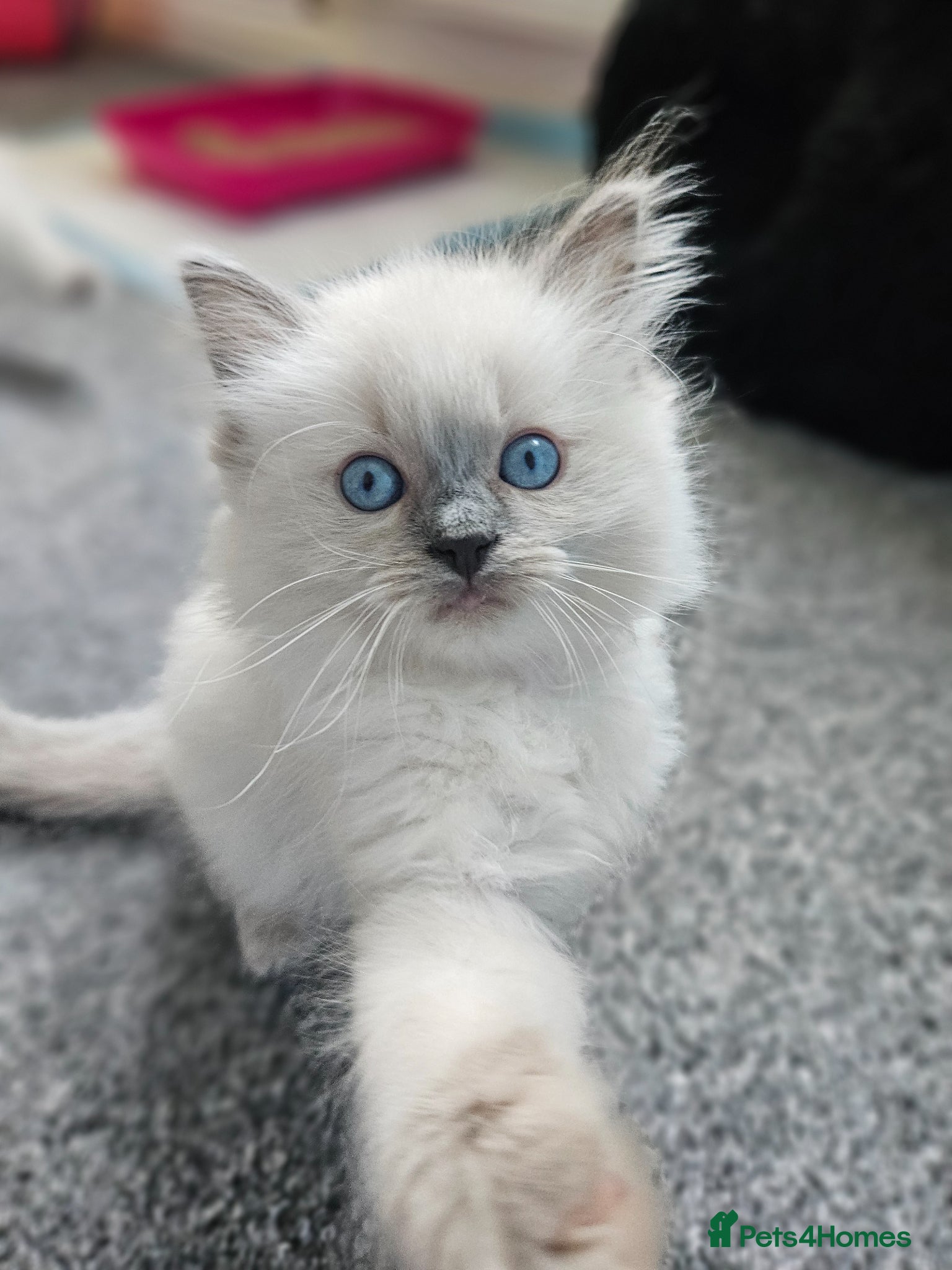 Ragdoll cats Ragdoll kittens looking new home 🏡  - Advert 2