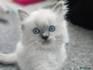 Ragdoll cats Ragdoll kittens looking new home 🏡 - Advert 2