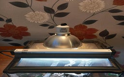 Gecko reptiles for sale: Pair of Northern Spiny tailed geckos and setup - Image 13