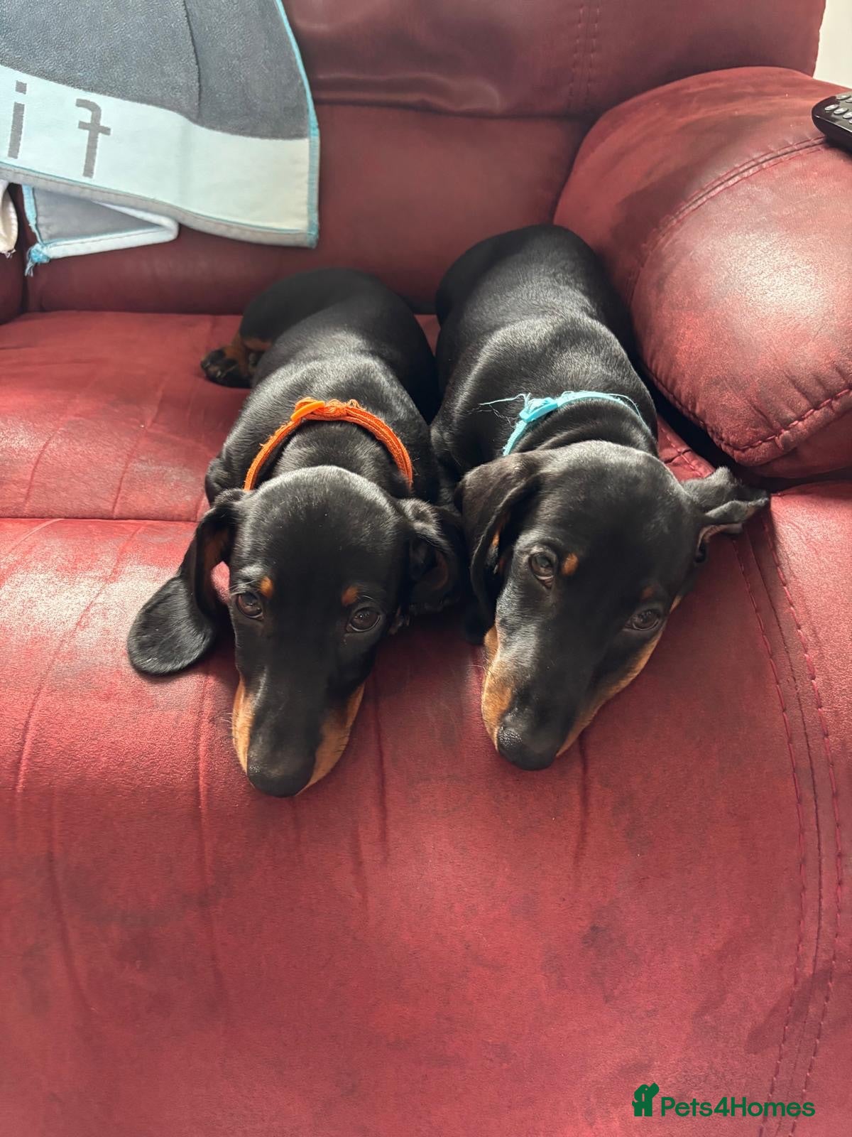 Miniature Dachshund dogs Black and tan miniature dachshund puppies   - Advert 1