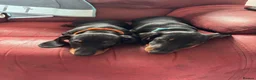 Miniature Dachshund dogs for sale: Black and tan miniature dachshund puppies   - Advert 3