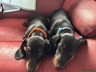 Miniature Dachshund dogs Black and tan miniature dachshund puppies - Advert 1