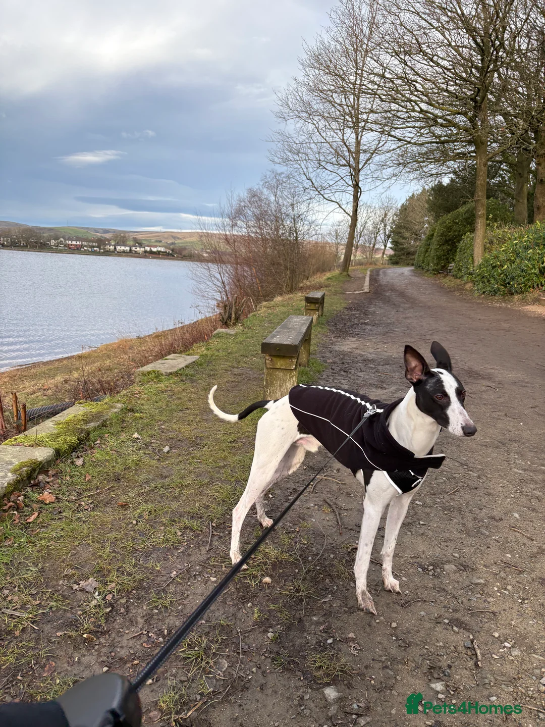 Whippet dogs for sale: 11 months old whippet in Oldham - Advert 1