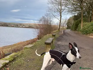 Whippet dogs 11 months old whippet in Oldham - Advert 2