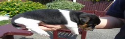 Jack Russell dogs for sale: Tri coloured JackRussell Terriers for sale - Advert 5