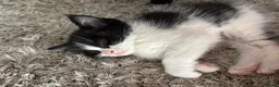 Mixed Breed cats for sale: Beautiful baby kittens  - Advert 6
