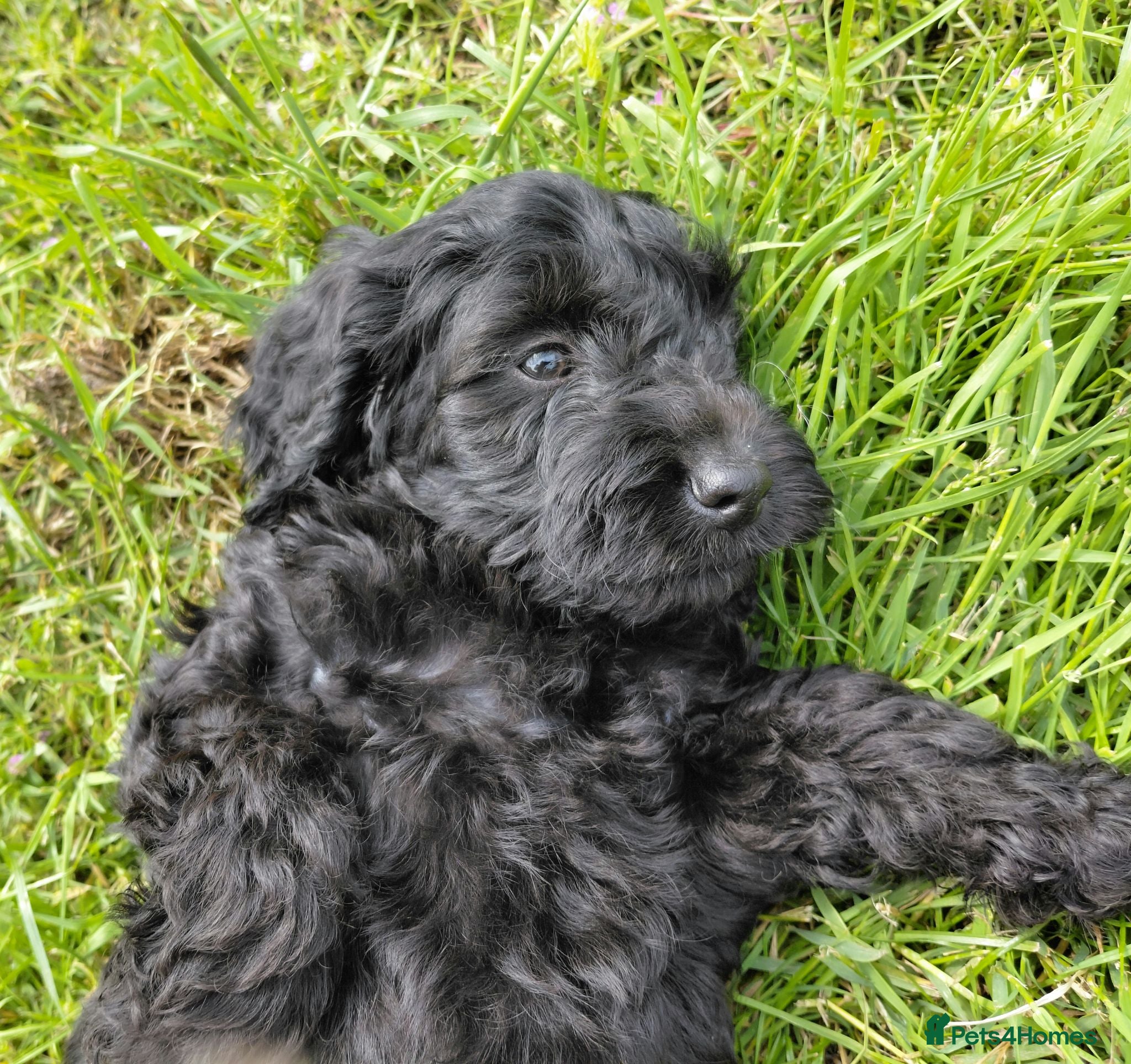 Cavapoo dogs Brilliant Cockalier-a-Poo Puppies – Ready Soon! - Advert 2