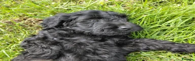 Cavapoo Puppy 5
