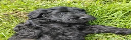 Cavapoo dogs for sale: Brilliant Cockalier-a-Poo Puppies – Ready Soon! - Advert 10