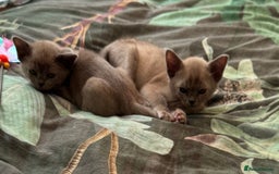 Burmese cats for sale: Burmese Kittens For Sale - Advert 12