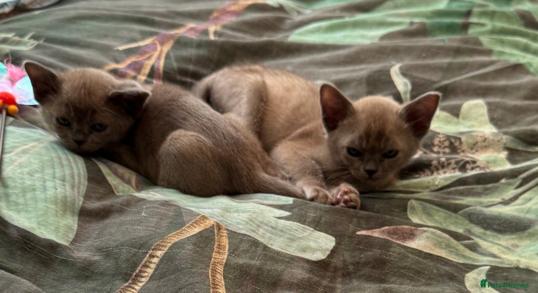 Burmese cats for sale: Burmese Kittens For Sale - Advert 12