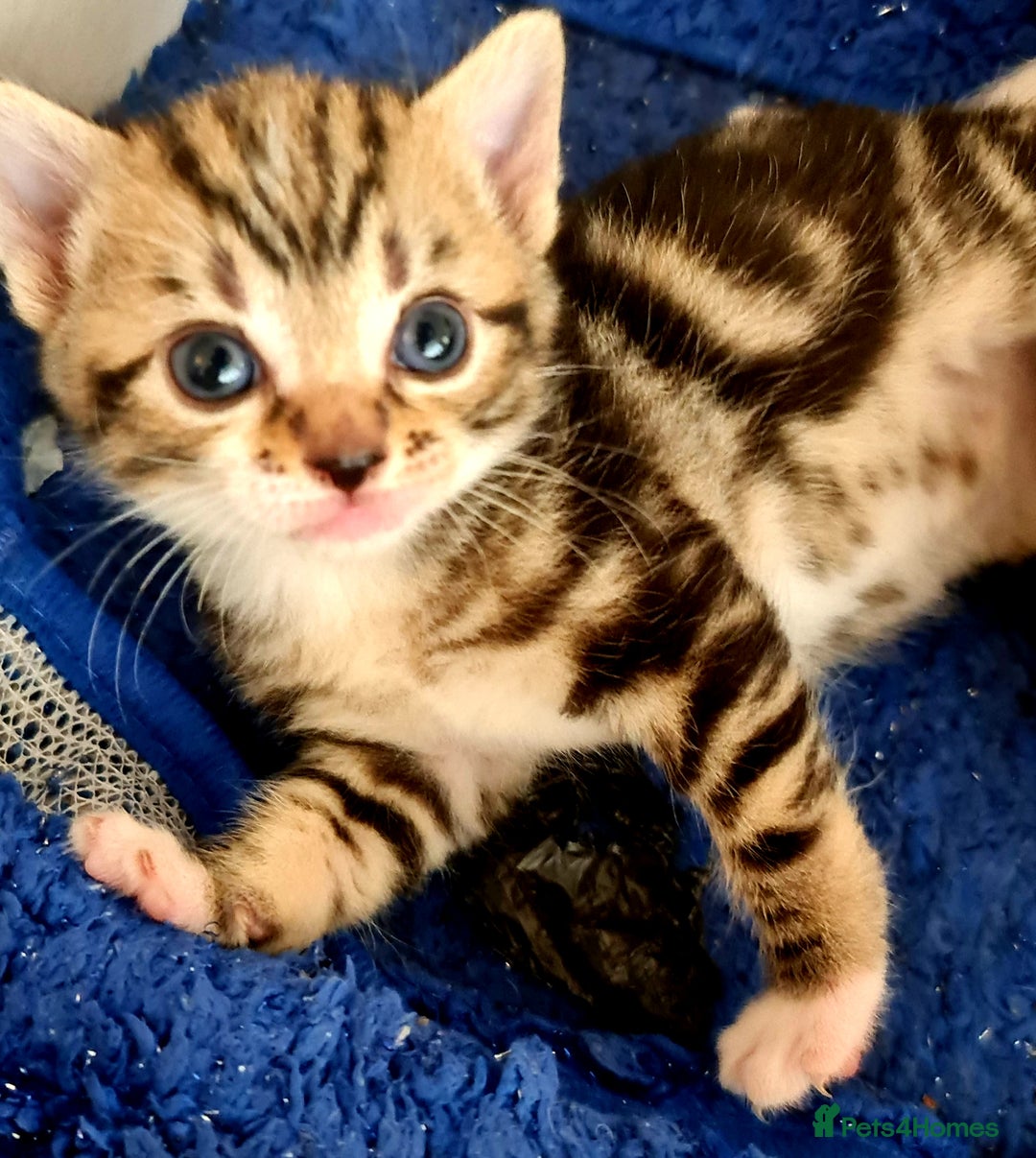 Mixed Breed cats for sale: Sweet Black & White & Tabby Kittens - Image 23