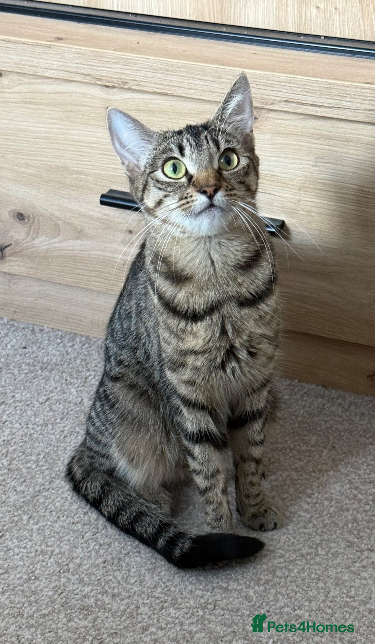 Mixed Breed cats Minnie, Tabby Mix - Advert 15