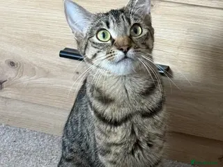 Mixed Breed cats Minnie, Tabby Mix - Advert 15