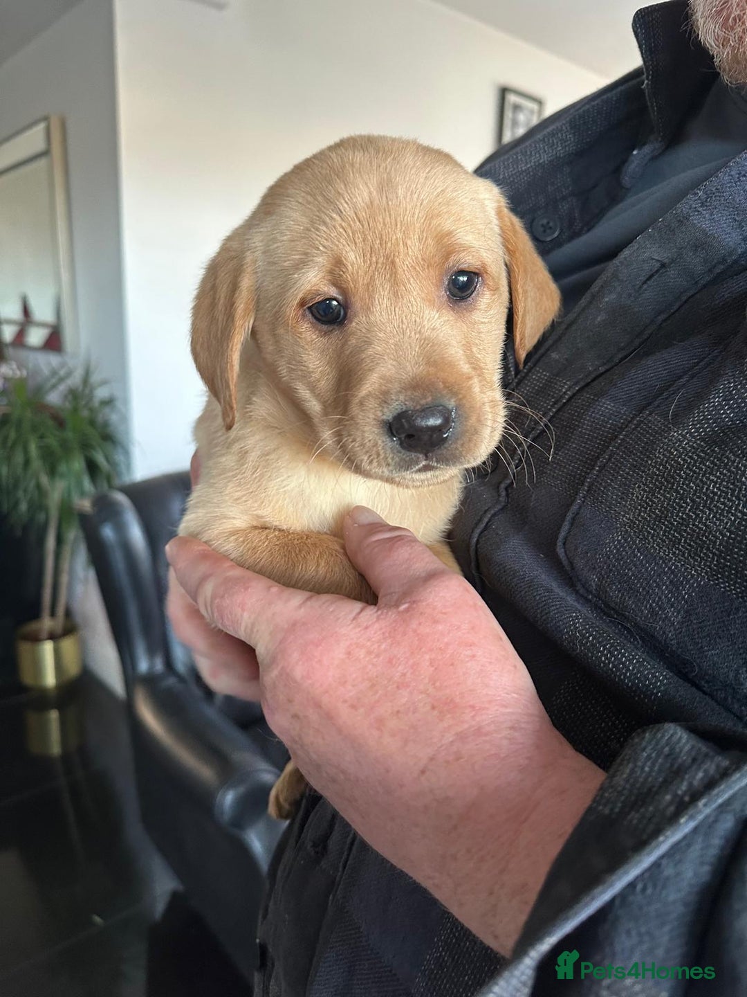 Labrador Retriever dogs for sale: 7 week old fantastic labrador pups  - Advert 21
