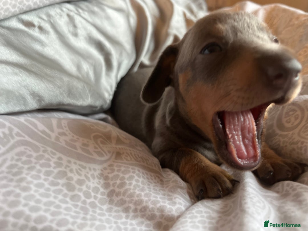 Dachshund dogs for sale: Stunning Dachshunds Ready to View - Advert 10